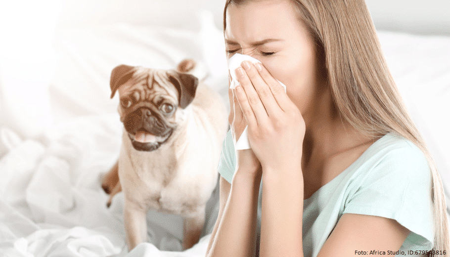 Geeignet für allergiker welche hunderassen sind Welcher Hund